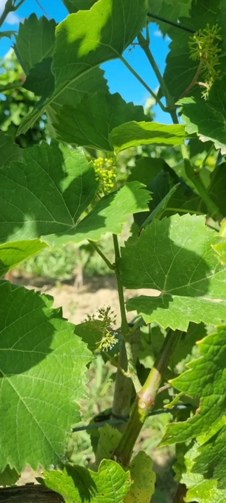 <em class="placeholder">Rameaux secondaires de calardis blanc.</em>