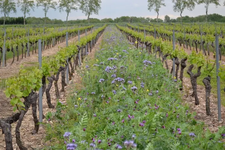 <em class="placeholder">Viticulture. Vigne enherbée. vesce, phacélie et moutarde un rang sur deux. Engrais vert. enherbement</em>