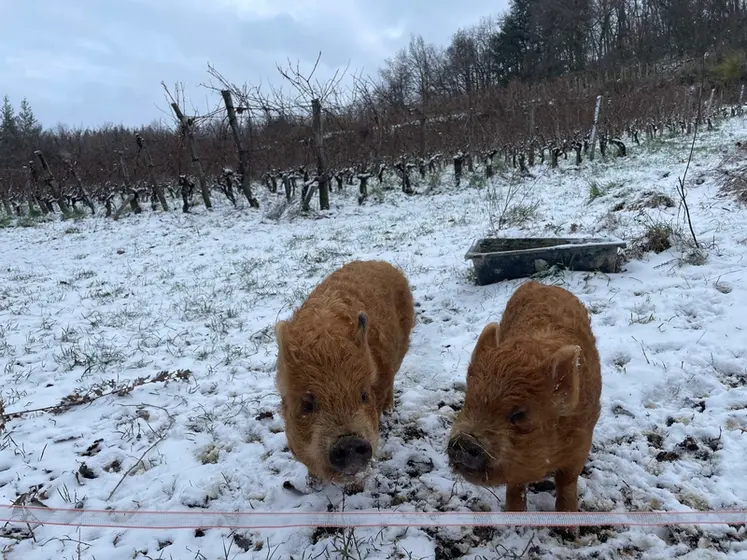 <em class="placeholder">Cochons nains de race Kuhn Kuhn à côté de vignes en hiver.</em>