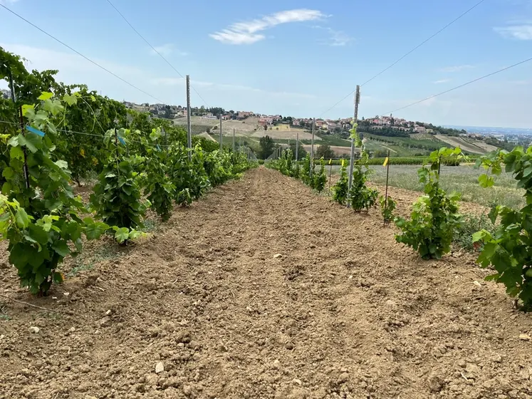 <em class="placeholder">Vignoble expérimental en Italie avec essai sur les hydrorétenteurs.</em>
