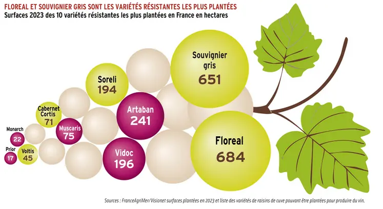 <em class="placeholder">Graphique = Floreal et souvigner gris sont les variétés résistantes les plus plantées Surfaces 2023 des 10 variétés résistantes les plus plantées en France en hectares</em>