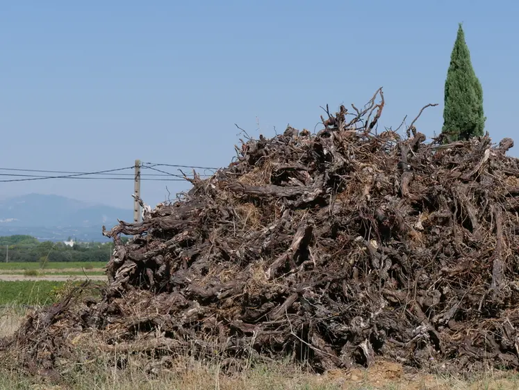 <em class="placeholder">Souches de vigne en tas sur une parcelle de vigne qui vient d'être arrachée.</em>