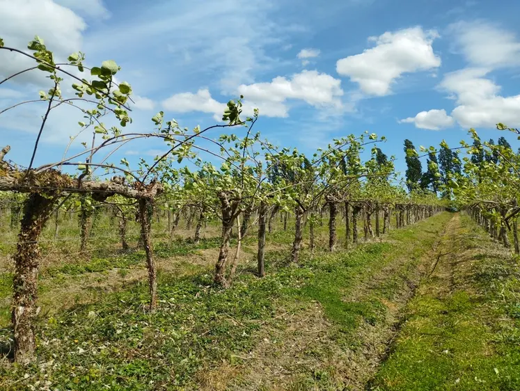 <em class="placeholder">Une parcelle de kiwis à Sablonceaux en Charente-Maritime.</em>