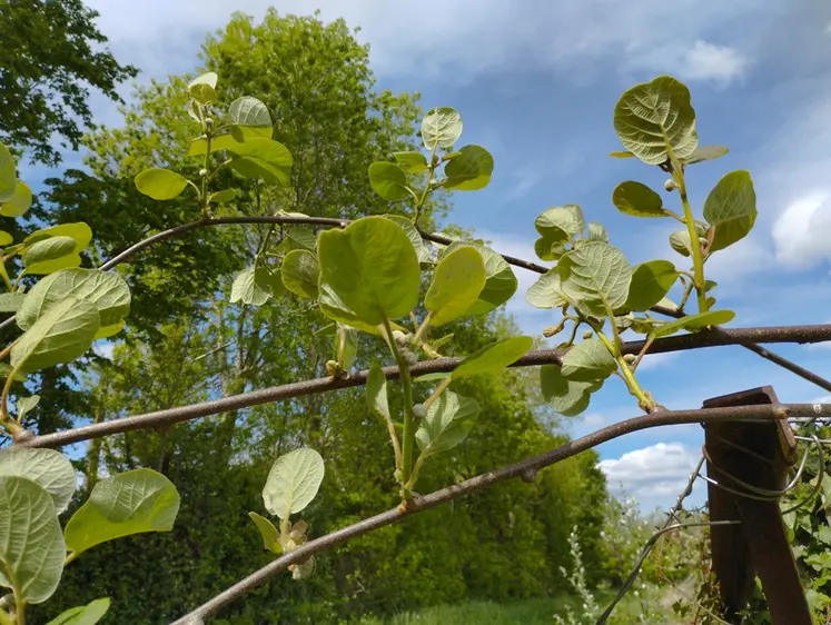 <em class="placeholder">Plante liane vigoureuse, l'actinidia requiert un long temps de taille. </em>