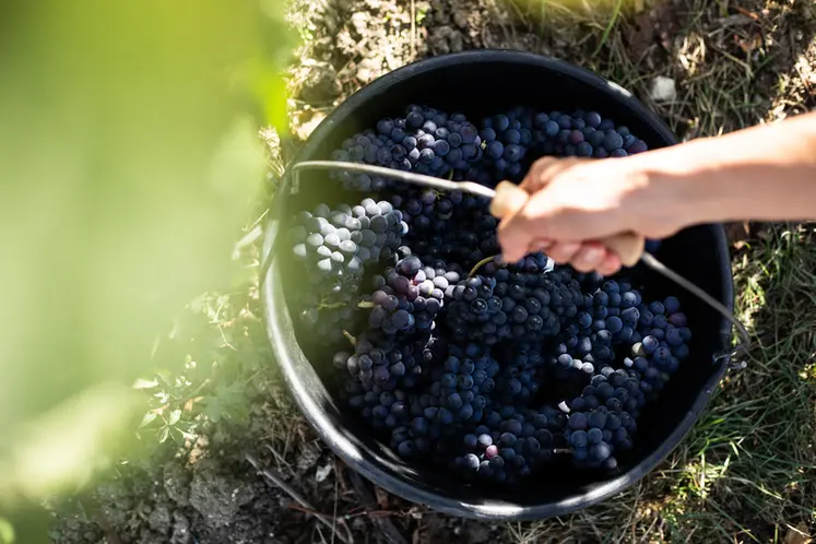 <em class="placeholder">Vendanges en août 2020.</em>