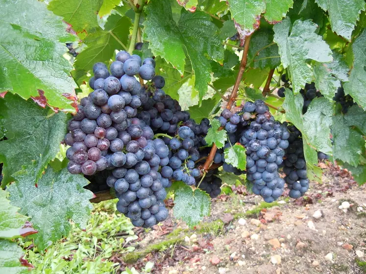 <em class="placeholder">Grappes de genouillet</em>