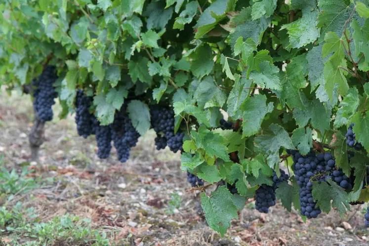 <em class="placeholder">Vigne de genouillet, cépage ancestral.</em>