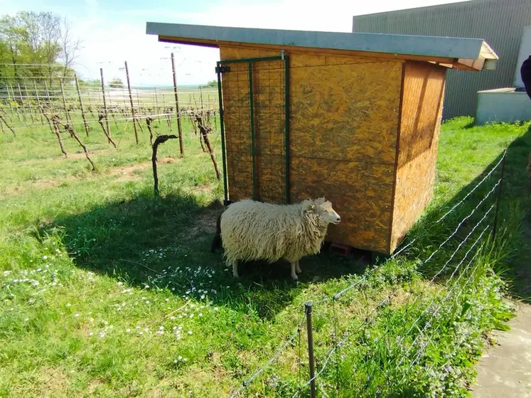 <em class="placeholder">Un abris autoconstruit pour les moutons.</em>