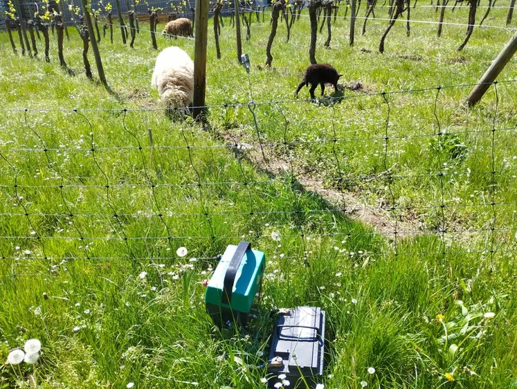<em class="placeholder">Batterie pour électrifier des filets autour d'une vigne.</em>