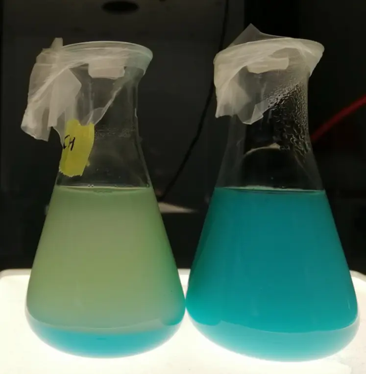 <em class="placeholder">Comparaison de deux béchers contenant du cuivre et du chitosan (à gauche), et du cuivre avec du Novochizol (à droite).</em>
