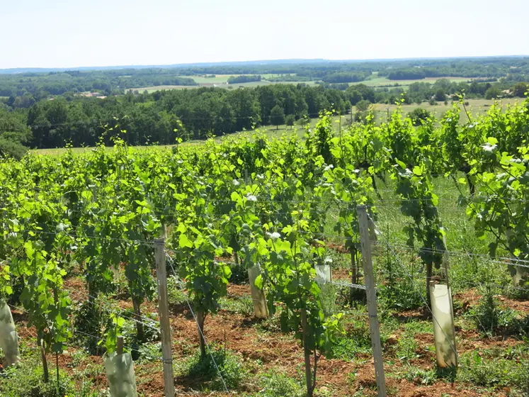 <em class="placeholder">Vignes en Charente, vers Saint-Sornin.</em>