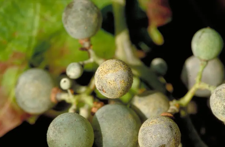 Oïdium de la vigne sur grains de raisin