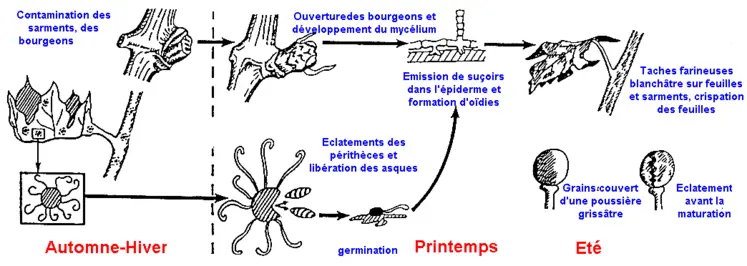 Cycle de l'oïdium de la vigne