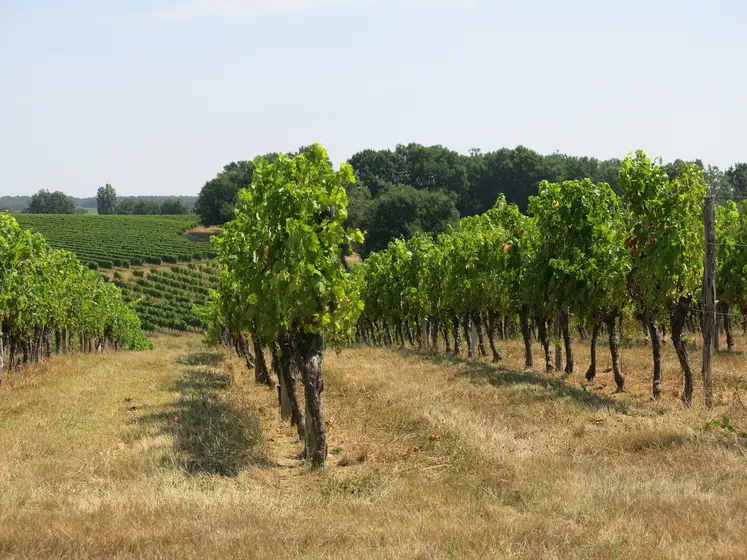 Vignes en Entre-deux-Mers