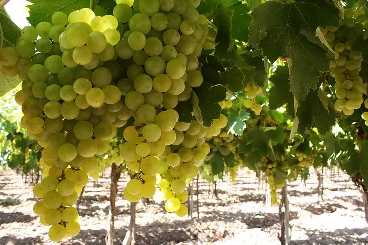 grappes de torrontés riojano