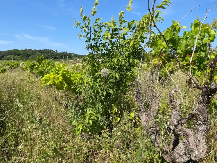 <em class="placeholder">Vigne abandonnée à Saint-Gervais dans le Gard.</em>