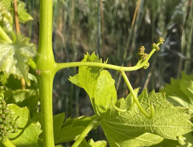 <em class="placeholder">Filage dans le muscadet</em>