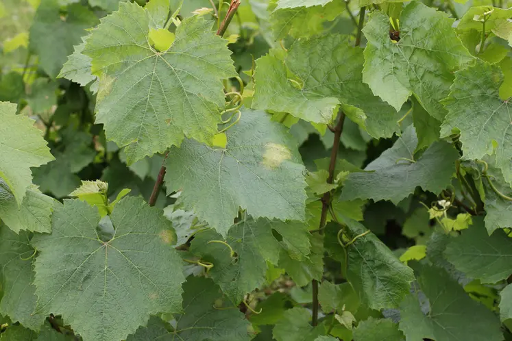 <em class="placeholder">Viticulture. maladies. symptôme de mildiou sur feuille de vigne au stade floraison. maladie cryptogamique.</em>