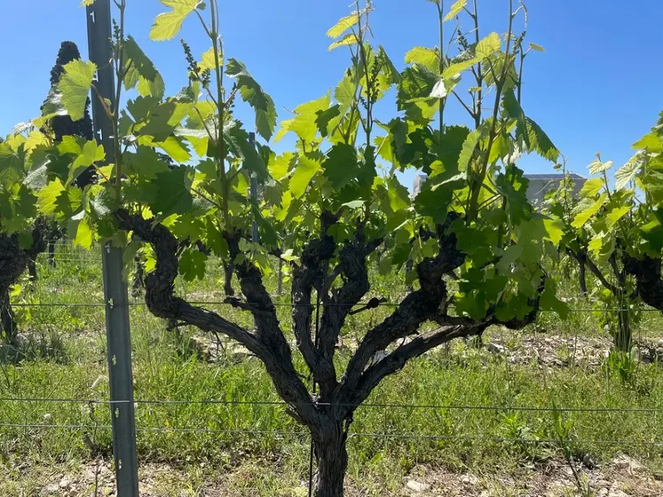 <em class="placeholder">Cep de vigne conduit en palmette</em>