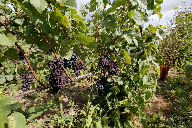Pied de Pinot Meunier avec des grappes de raisin echaudees. 