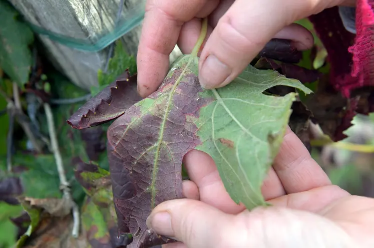 Feuille avec des symptômes de flavescence dorée
