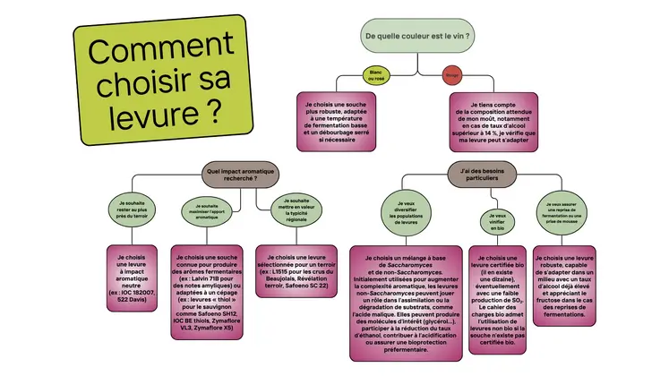 GRAPHIQUE sur le choix de la levure de vinification en fonction du vin