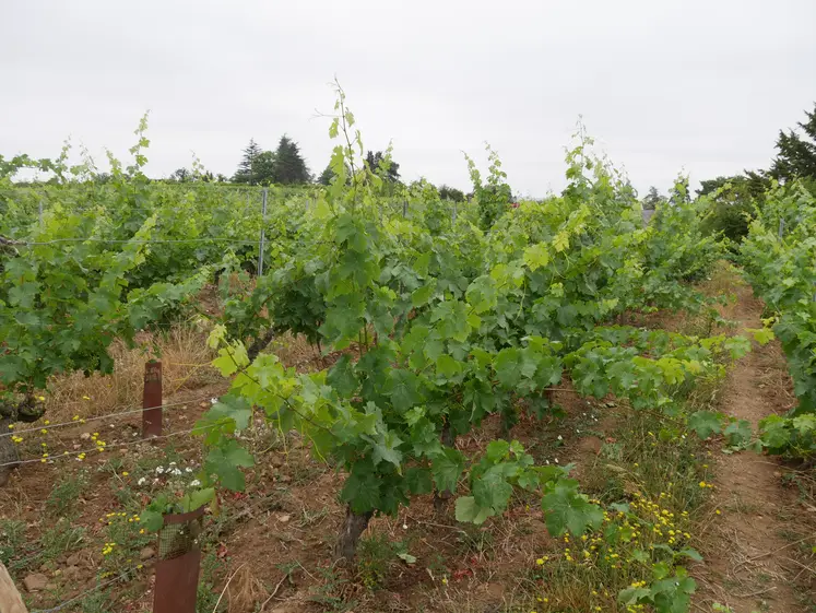 Une parcelle de vigne bio en Val de Loire