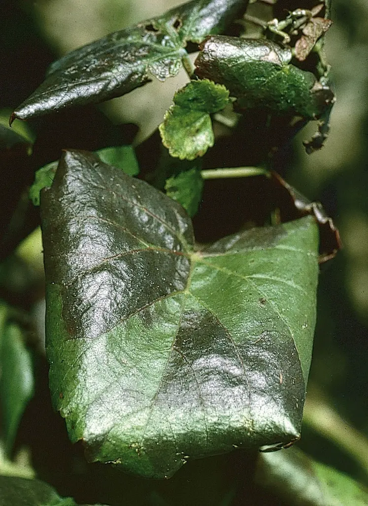 Symptômes de flavescence dorée sur alicante