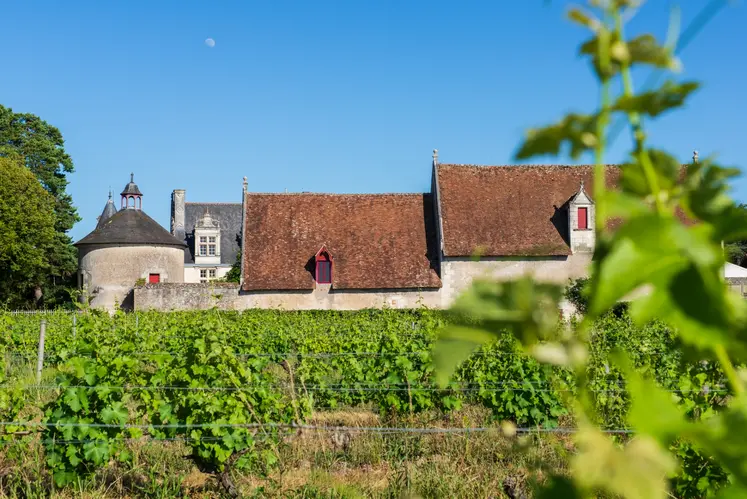 Paysage de vigne dans le vignoble de l'AOP touraine