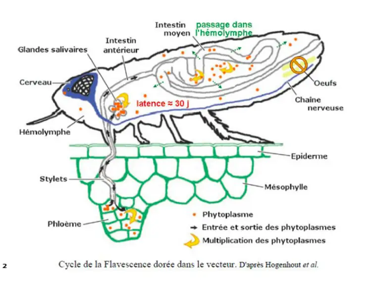 schéma du cycle du phytoplasme dans la cicadelle