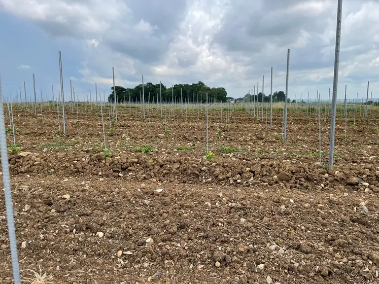 <em class="placeholder">Jeune plantation d&#039;une parcelle en vitiforesterie, au domaine Jean Martell, à Javrezac, en Charente, le 13 juin 2023.
Le but est d&#039;étudier l&#039;écosystème sur le long terme ...</em>