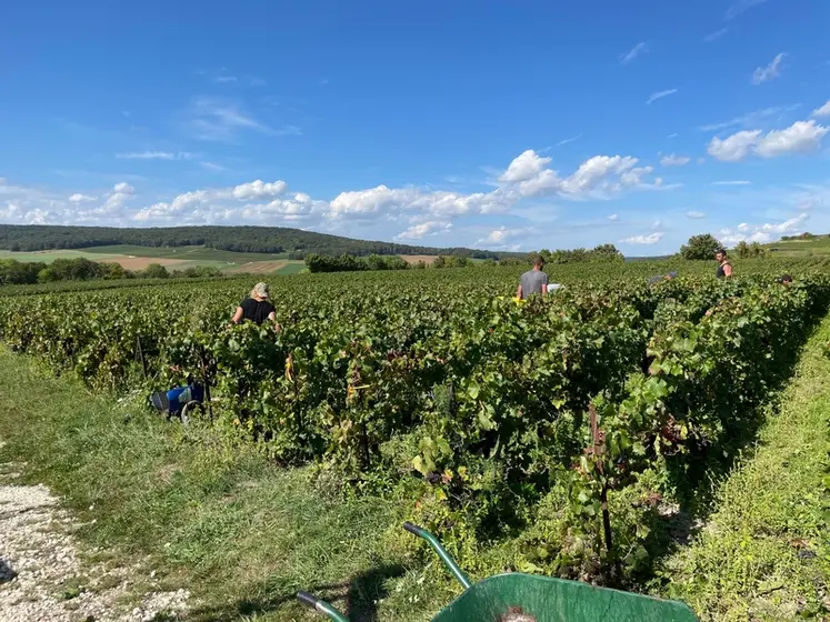 <em class="placeholder">Vendanges manuelles à Tauxières, dans la Marne, le 15 septembre 2023, chez Dominique Cadel. Vendange de pinot noir en caisses de 50 kg. Débardage par genre de grue ...</em>