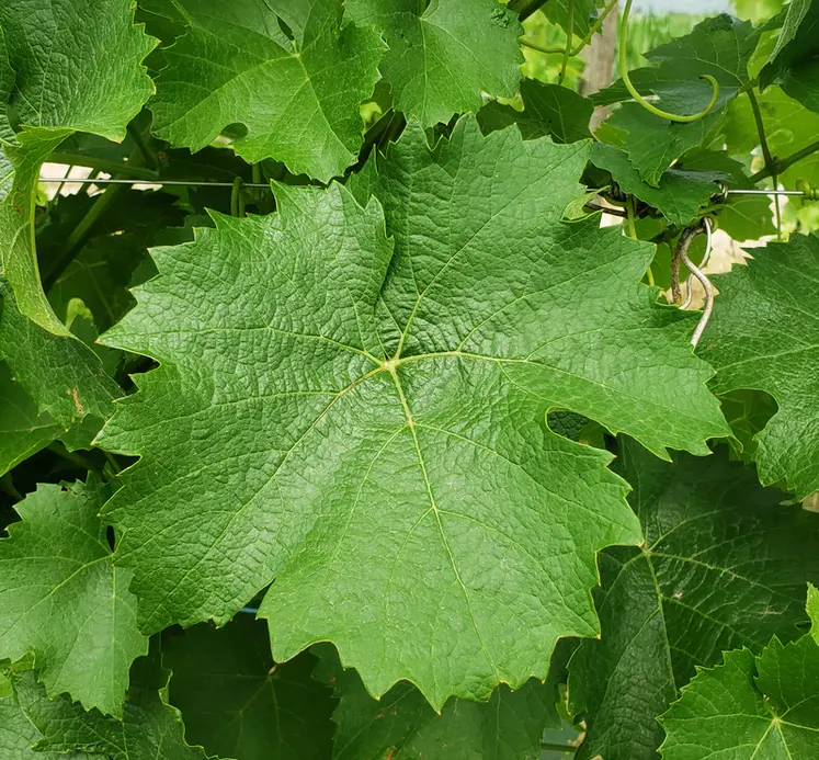 <em class="placeholder">Feuille de vigne de la variété &#039;artys </em>