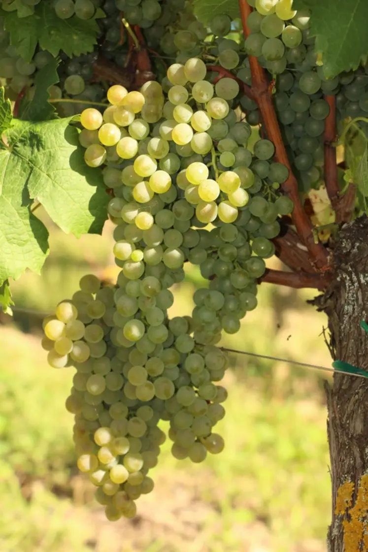 <em class="placeholder">Grappes de vigne de la variété artys</em>