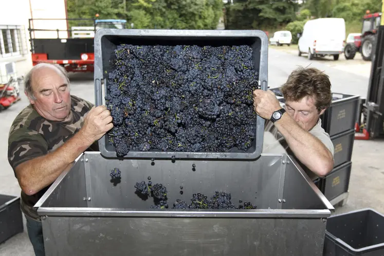 <em class="placeholder">Viticulture. Vendanges en Champagne. Récolte du raisin de cépage pinot noir. Egrappage. Matériel d'oenologie. Egrappoir. Fouloir.</em>