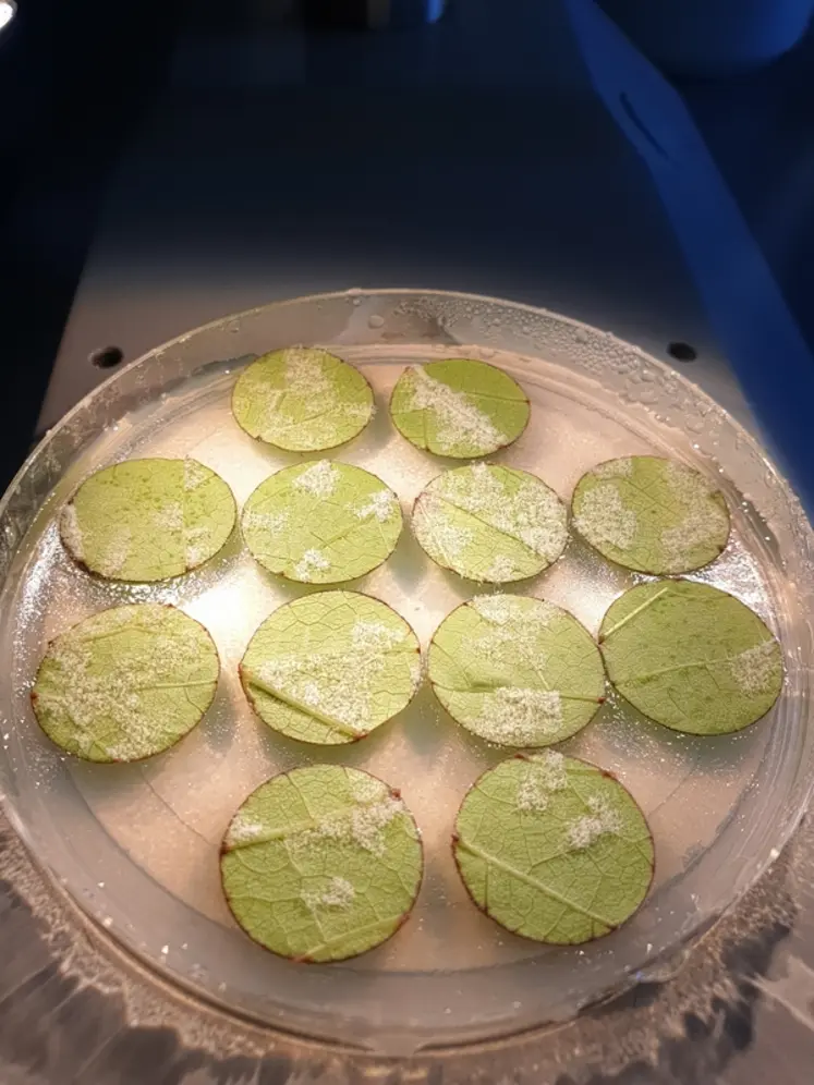 <em class="placeholder">Disques foliaires de vigne infectés par du mildiou en laboratoire</em>