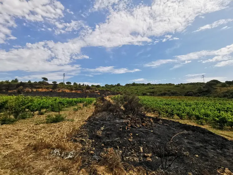   Parcelle de vigne des Corbières dans l’Aude touchée par le feu