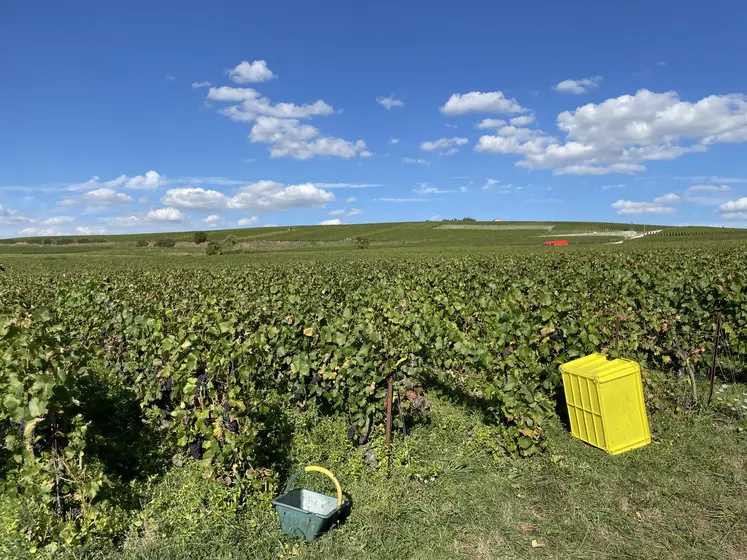Vendange dans la Marne en 2023