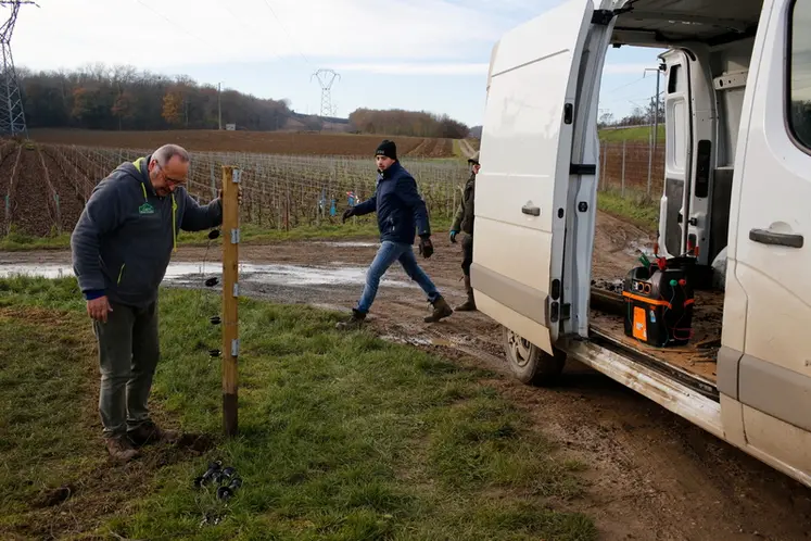 <em class="placeholder">Vigneron et salarie d une exploitation viticole a Vrigny en Champagne installant la cloture electrique afin de faire paitre des brebis dans sa parcelle de vignes. L ...</em>