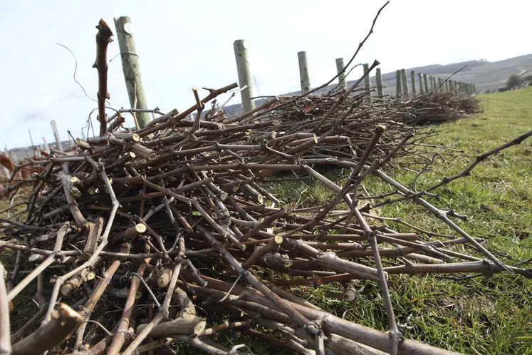<em class="placeholder">Viticulture. taille d'une jeune vigne en Champagne. vignes de cépage pinot noir. tas de sarments.</em>