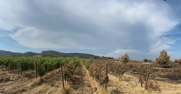 Parcelle de vignes touchée par un incendie
