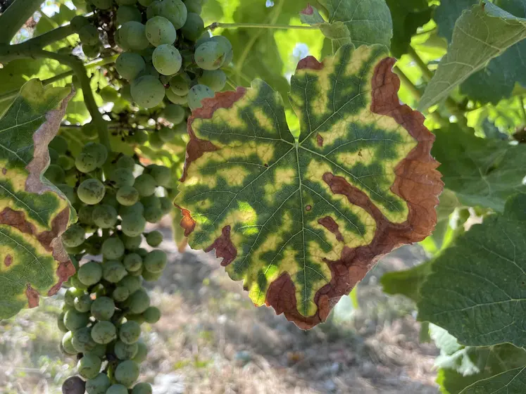 Vigne exprimant des symptômes foliaires d' esca, une maladie du bois, en été.