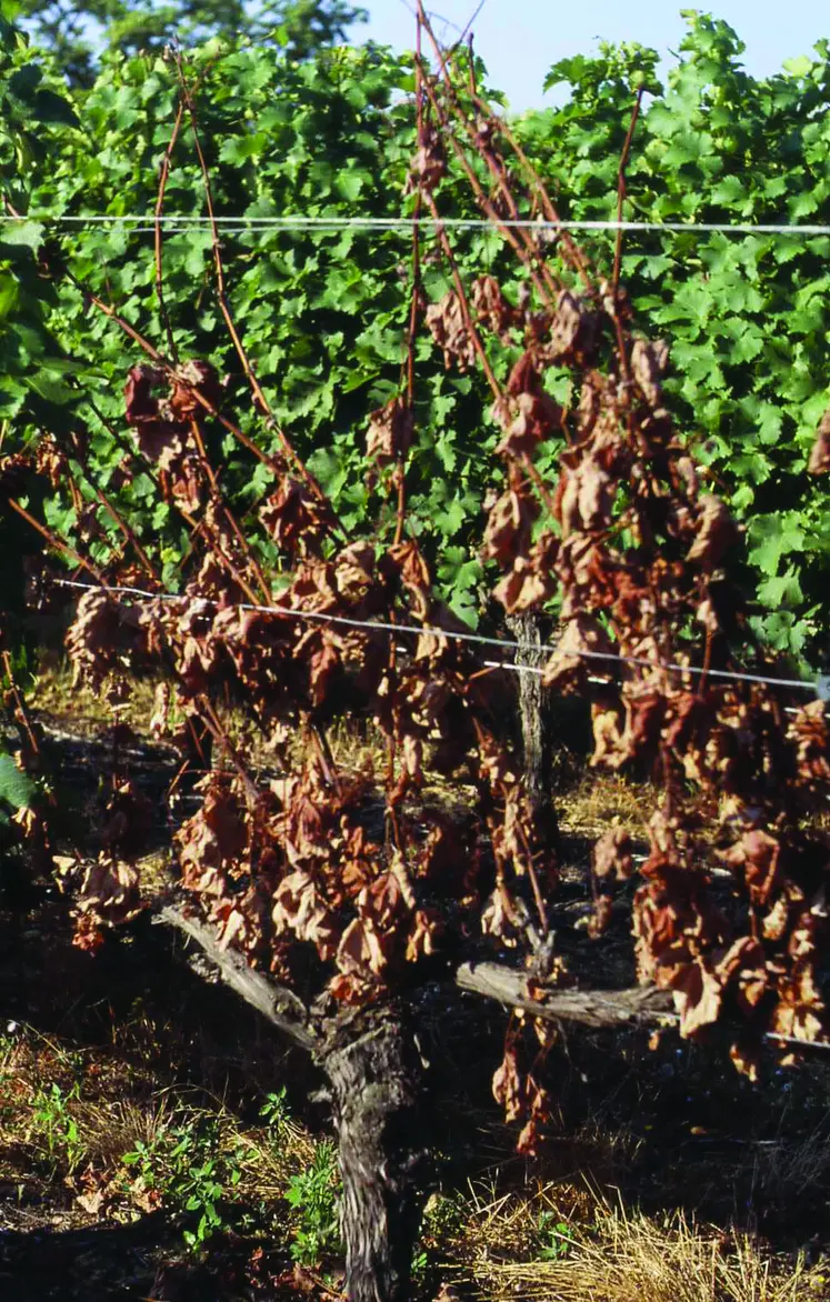 Symptômes foliaires d’esca sur cabernet franc