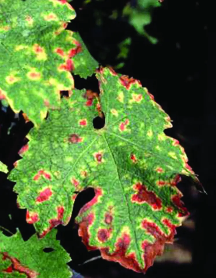 Symptômes foliaires d’esca sur grenache