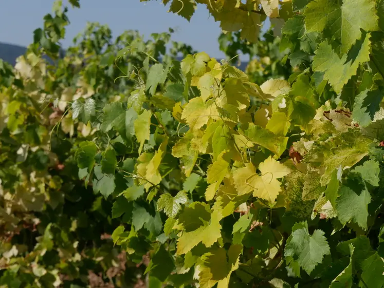 <em class="placeholder">Parcelle vigne atteinte de court-noué, maladie causée par un virus GFLV et transmis par des nématodes du sol.</em>
