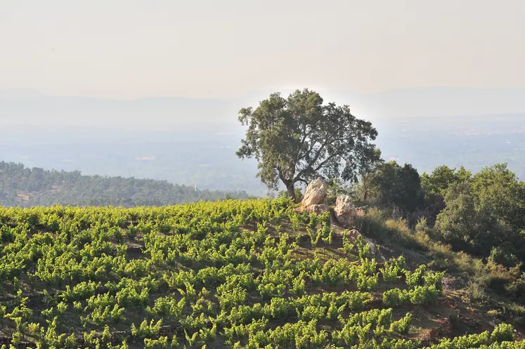 Vignes dans les Pyrénées-Orientales