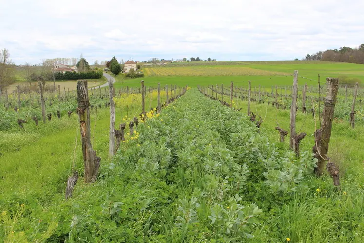 <em class="placeholder">Il est possible d'estimer l'apport nutritif d'un engrais vert et ainsi mieux gérer sa fertilisation, et cela grâce à la méthode Merci.</em>