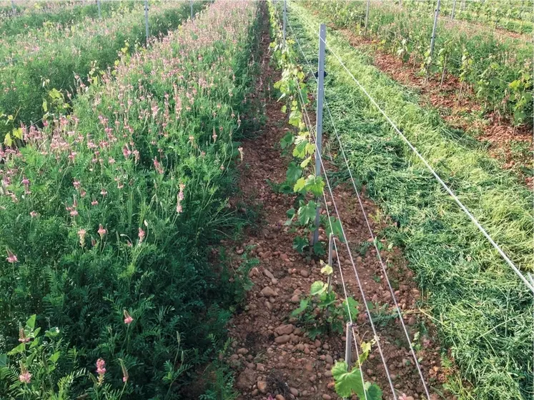 <em class="placeholder">Viticulture. Couvert végétal de légumineuses (sainfoin, luzerne méditerranéene, trèfle de perse, trèfle incarnat) et plantes d&#039;intérêt écologique (pimprenelle, ...</em>