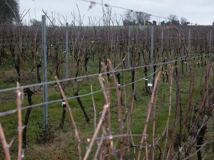 <em class="placeholder">Vigne / 09-Pretaillage</em>