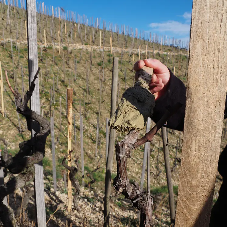 <em class="placeholder">Badigeonnage de plaie de vigne</em>